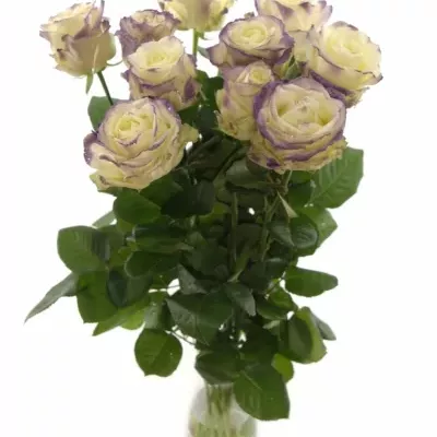 Fialová růže PURPLE SATIN