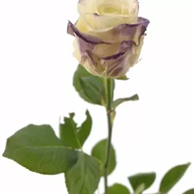 Fialová růže PURPLE SATIN