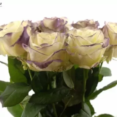 Fialová růže PURPLE SATIN