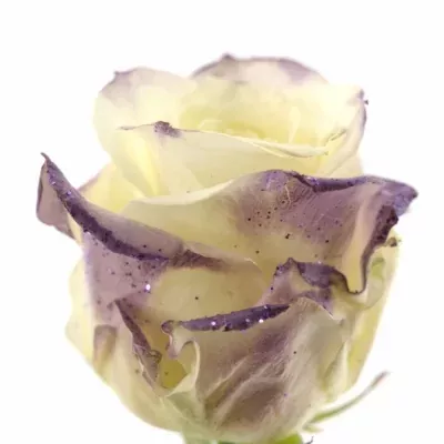 Fialová růže VENDELA PURPLE SATIN 70cm (L)