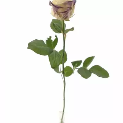 Fialová růže PURPLE SATIN