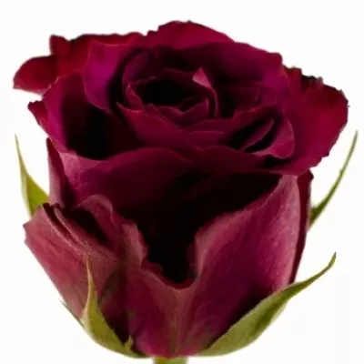 Fialová růže PURPLE SKY 50cm