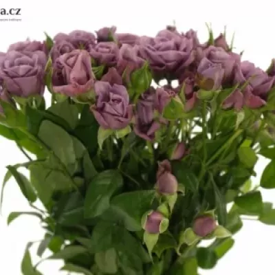 Fialová růže PURPLE SYMPHONI