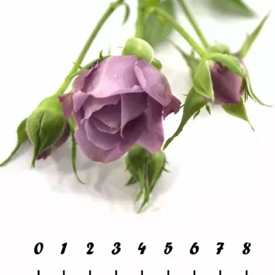 Fialová růže PURPLE SYMPHONI