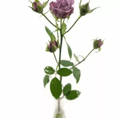 Fialová růže PURPLE SYMPHONI