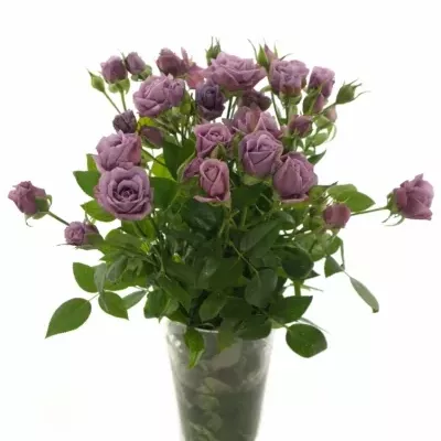 Fialová růže PURPLE SYMPHONI