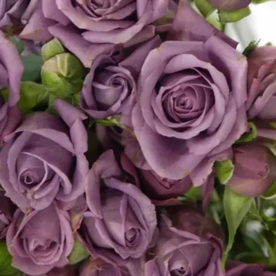 Fialová růže PURPLE SYMPHONI