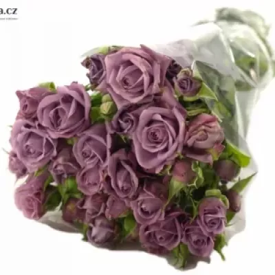 Fialová růže PURPLE SYMPHONI