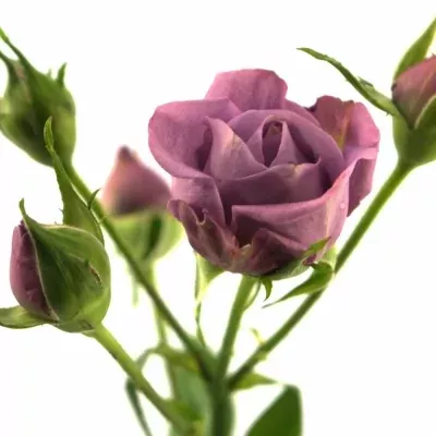 Fialová růže PURPLE SYMPHONI