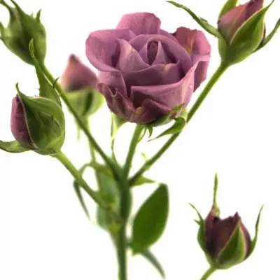 Fialová růže PURPLE SYMPHONI
