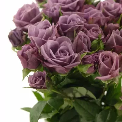 Fialová růže trsová PURPLE SYMPHONI 60cm/5+