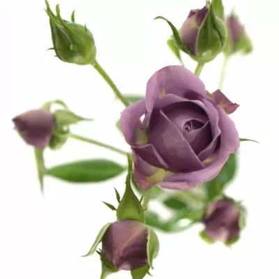 Fialová růže PURPLE SYMPHONI