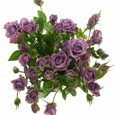 Fialová růže PURPLE SYMPHONI