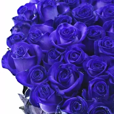 Fialová růže PURPLE VENDELA 80cm (XL)