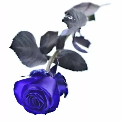 Fialová růže PURPLE VENDELA 80cm (XL)