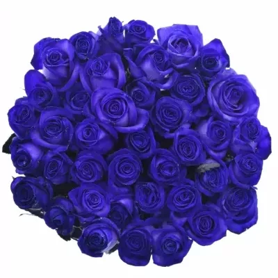 Fialová růže PURPLE VENDELA 80cm (XL)