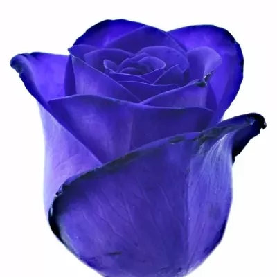 Fialová růže PURPLE VENDELA 40cm (M)