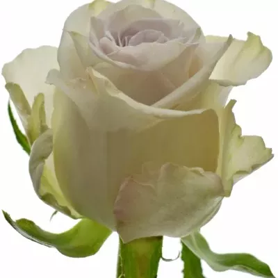 Fialová růže RAIN DANCE! 60cm (M)
