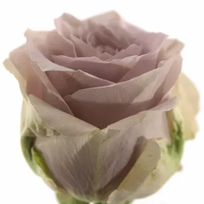 Růžová růže LOVELY LYDIA 40cm/3+