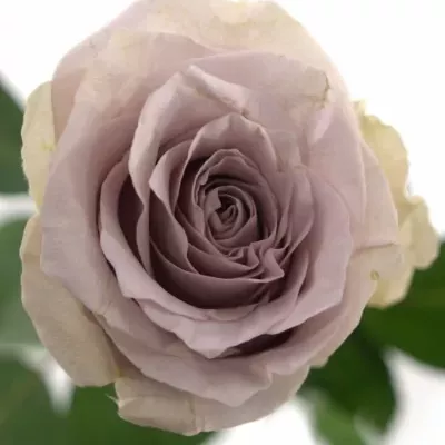 Fialová růže SAFI+ 