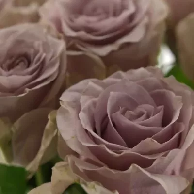 Fialová růže SAFI+ 
