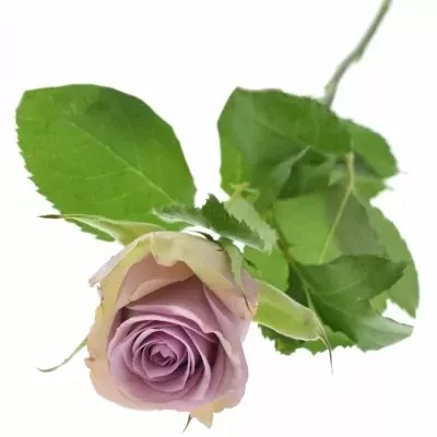 Fialová růže SAMANTHA BRIDAL