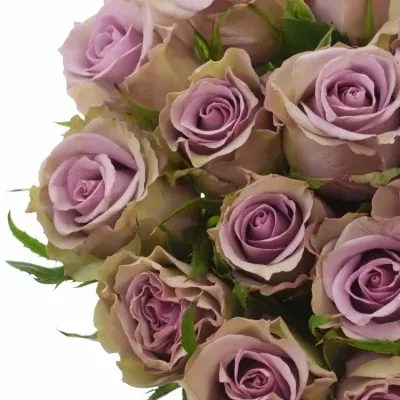 Fialová růže SAMANTHA BRIDAL