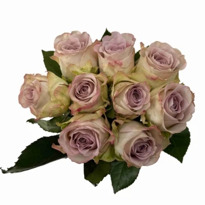 Fialová růže SILVER MEMORY LANE!