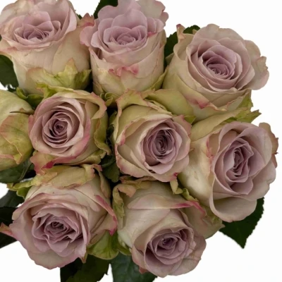 Fialová růže SILVER MEMORY LANE!