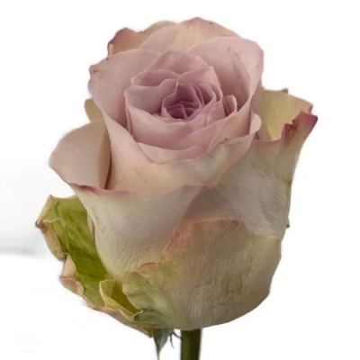 Fialová růže SILVER MEMORY LANE!