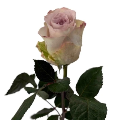 Fialová růže SILVER MEMORY LANE!