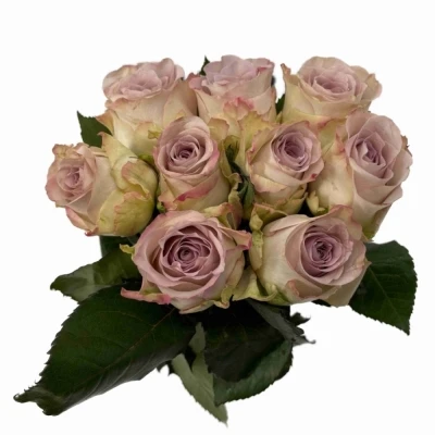 Fialová růže SILVER MEMORY LANE!