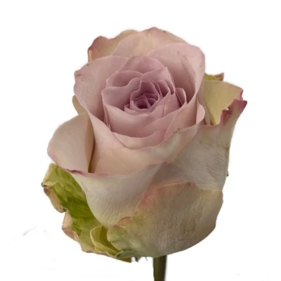 Fialová růže SILVER MEMORY LANE! 40 cm (XL)