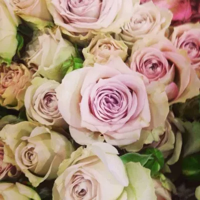 Fialová růže trsová SILVER RAIN 40 cm / 2+