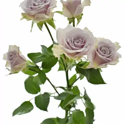 Fialová růže SILVER SHADOW 40cm/3+