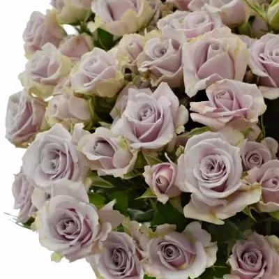 Fialová růže SILVER SHADOW 40cm/3+