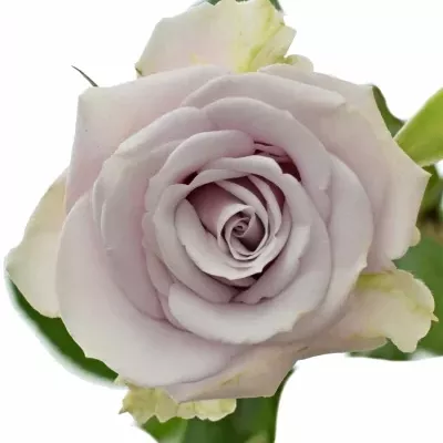 Fialová růže SILVER SHADOW 40cm/3+