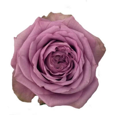 Fialová růže SMOKEY EYES 40 cm (XL)