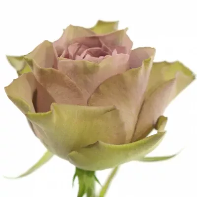 Fialová růže TIARA 50cm (L)