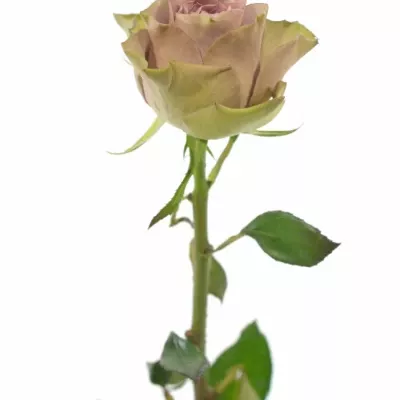 Fialová růže TIARA 40cm