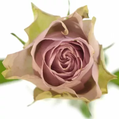 Fialová růže TIARA 40cm