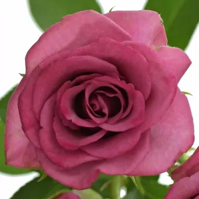 Fialová růže trsová FICTION 60cm/6+
