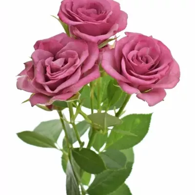 Fialová růže trsová FICTION 60cm/6+