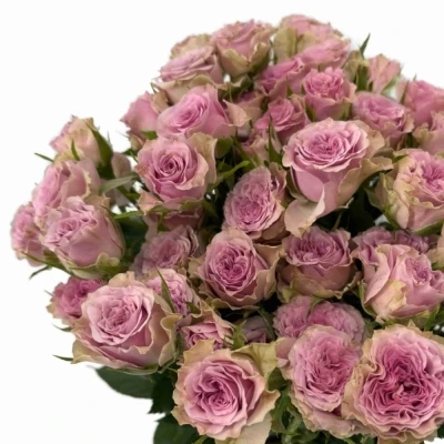 Fialová růže trsová MOTOWN 40 cm / 4+