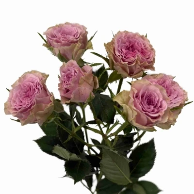 Fialová růže trsová MOTOWN