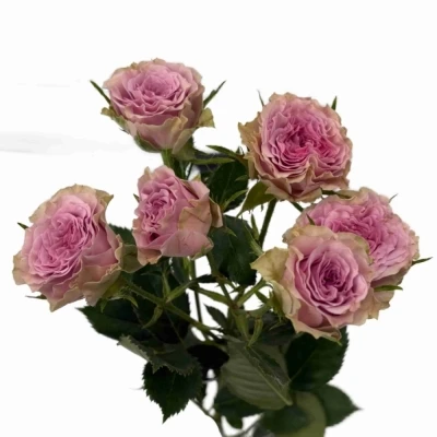 Fialová růže trsová MOTOWN