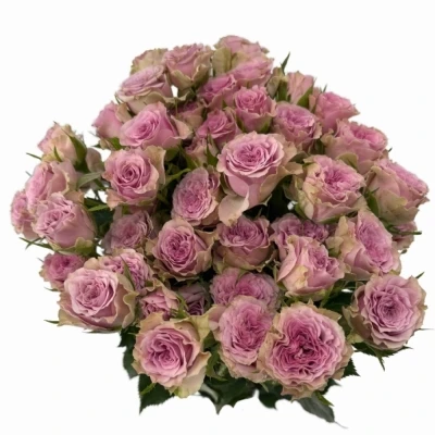 Fialová růže trsová MOTOWN