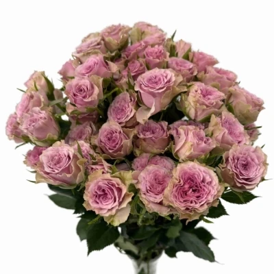 Fialová růže trsová MOTOWN