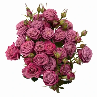 Fialová růže trsová PURPLE QUEEN