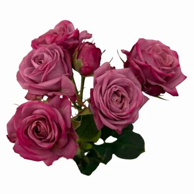 Fialová růže trsová PURPLE QUEEN